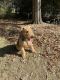 Airedale Terrier Puppies for sale in Hoover, AL, USA. price: NA