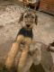 Airedale Terrier Puppies for sale in Fulton, MO 65251, USA. price: $400