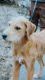 Airedale Terrier Puppies for sale in Unionville, MO 63565, USA. price: $50