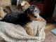 Airedale Terrier Puppies for sale in Green Cove Springs, FL 32043, USA. price: NA