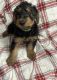 Airedale Terrier Puppies for sale in Buckhannon, WV 26201, USA. price: $1,000