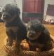 Airedale Terrier Puppies for sale in Greensburg, KY 42743, USA. price: NA
