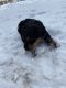 Airedale Terrier Puppies for sale in Billings, MT, USA. price: NA