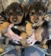 Airedale Terrier Puppies for sale in Greensburg, KY 42743, USA. price: $600