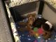 Airedale Terrier Puppies for sale in Tucson, AZ, USA. price: $2,000