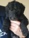 Airedale Terrier Puppies for sale in Palo Cedro, CA 96073, USA. price: NA