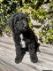 Airedale Terrier Puppies for sale in El Cajon, CA 92021, USA. price: $1,200