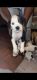 Airedale Terrier Puppies for sale in Brooklyn, NY, USA. price: $500