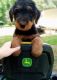 Airedale Terrier Puppies for sale in Louisburg, NC 27549, USA. price: $1,200