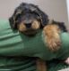 Airedale Terrier Puppies for sale in Buckhannon, WV 26201, USA. price: $1,500