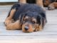 Airedale Terrier Puppies for sale in Buckhannon, WV 26201, USA. price: $1,000