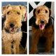 Airedale Terrier Puppies for sale in Pierpont, OH 44082, USA. price: $600