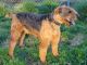 Airedale Terrier Puppies for sale in Covington, GA, USA. price: NA