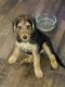 Airedale Terrier Puppies for sale in 1629 Oak St, Grand Prairie, TX 75050, USA. price: $500