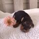 Airedale Terrier Puppies for sale in Malta, OH 43758, USA. price: $1,000