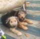 Airedale Terrier Puppies for sale in Albertville, AL, USA. price: $400