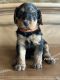 Airedale Terrier Puppies for sale in Oro Valley, AZ, USA. price: $900