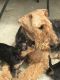 Airedale Terrier Puppies for sale in Havelock VIC 3465, Australia. price: $3,500