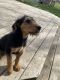 Airedale Terrier Puppies for sale in Stover, Missouri. price: $850