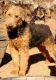 Airedale Terrier Puppies for sale in Marlow, OK 73055, USA. price: NA