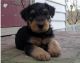 Airedale Terrier Puppies for sale in Baldwinsville, NY 13027, USA. price: $500