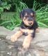 Airedale Terrier Puppies for sale in Deep River, CT, USA. price: NA