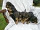 Airedale Terrier Puppies for sale in Sacramento, CA, USA. price: NA