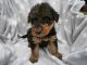 Airedale Terrier Puppies for sale in Pleasantville, PA 16341, USA. price: NA