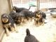 Airedale Terrier Puppies for sale in Round Rock, TX, USA. price: NA