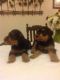 Airedale Terrier Puppies for sale in North Delta, Delta, BC V4C, Canada. price: NA