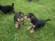 Airedale Terrier Puppies for sale in Monroeville, OH 44847, USA. price: NA