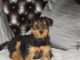 Airedale Terrier Puppies for sale in Glendale, AZ, USA. price: NA
