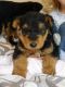 Airedale Terrier Puppies for sale in Fort Wayne, IN, USA. price: NA