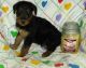 Airedale Terrier Puppies for sale in Provo, UT, USA. price: NA