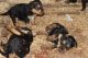 Airedale Terrier Puppies for sale in Baltimore, MD, USA. price: NA