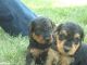 Airedale Terrier Puppies for sale in Columbus, MT 59019, USA. price: NA