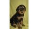 Airedale Terrier Puppies for sale in Arden, DE 19810, USA. price: NA