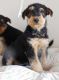 Airedale Terrier Puppies for sale in Albuquerque, NM, USA. price: NA