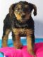 Airedale Terrier Puppies for sale in Dallas, TX, USA. price: NA