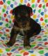 Airedale Terrier Puppies for sale in Austin, TX, USA. price: NA