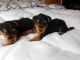 Airedale Terrier Puppies for sale in Georgetown, GA, USA. price: NA