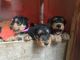 Airedale Terrier Puppies for sale in El Paso, TX, USA. price: NA