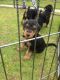 Airedale Terrier Puppies for sale in East Los Angeles, CA, USA. price: NA