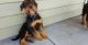Airedale Terrier Puppies for sale in Thompson Falls, MT 59873, USA. price: NA