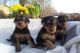 Airedale Terrier Puppies for sale in Richmond, VA, USA. price: NA