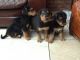 Airedale Terrier Puppies for sale in St Louis Southwestern Railway, Kansas City, MO, USA. price: $500