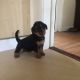 Airedale Terrier Puppies for sale in AR-98, Emerson, AR 71740, USA. price: NA
