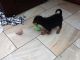 Airedale Terrier Puppies for sale in Denver, CO, USA. price: NA