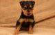 Airedale Terrier Puppies for sale in Seattle, WA 98103, USA. price: NA