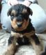 Airedale Terrier Puppies for sale in Hamilton, OH, USA. price: $400
